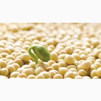 Семена сои Канадский трансгенный сорт ГМО под раундап 1 репродукция, насіння сої