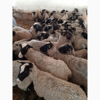 Продам овцы бараны романовские