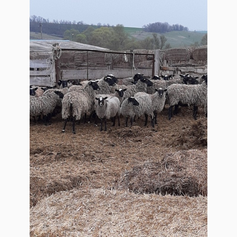 Фото 2. Продам овцы бараны романовские
