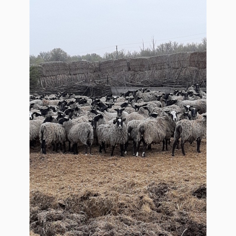 Фото 3. Продам овцы бараны романовские