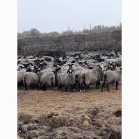 Продам овцы бараны романовские