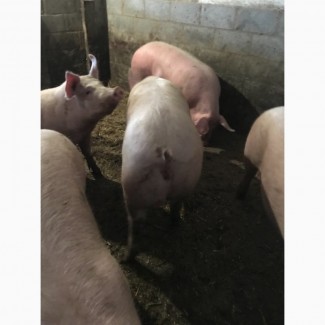 Продам свиней 3х породка 180-190 30шт
