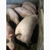 Продам свиней 3х породка 180-190 30шт