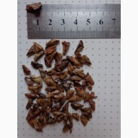 Семена Пихта белая/Европейская (20шт-15грн)