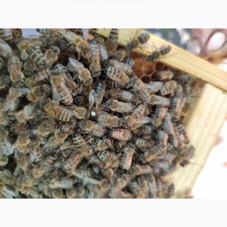 Продам пчеломаток карпатской породы 2020