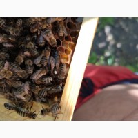 Продам пчеломаток карпатской породы 2020