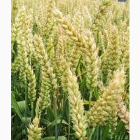 Продам посевной материал озимой пшеницы Калым суперэлита Краснодарская селекция