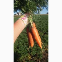 Продам морковь Абака