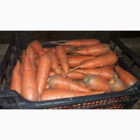 Продам морковь Абака