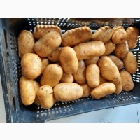Продам насінневу картоплю сорт Бернадетте
