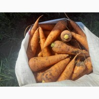 Есть покупатели на моркови сетевого качества от 20 тонн
