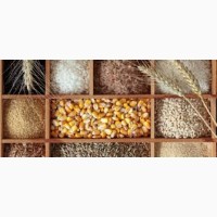 Предлагаем зерно и зерновые пр-во Украины FOB