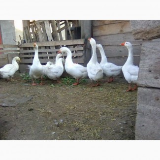 Продам стадо белых гусей