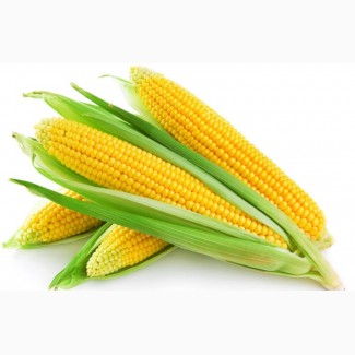 Продам семена сахарной кукурузы большие объемы