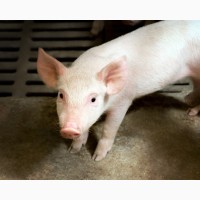 Продам БМВД свинья старт 25%