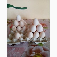Яйця індичі домашні