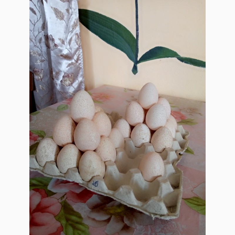 Фото 2. Яйця індичі домашні