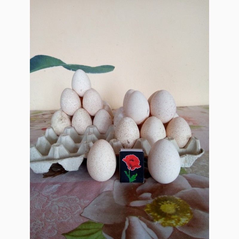 Фото 5. Яйця індичі домашні
