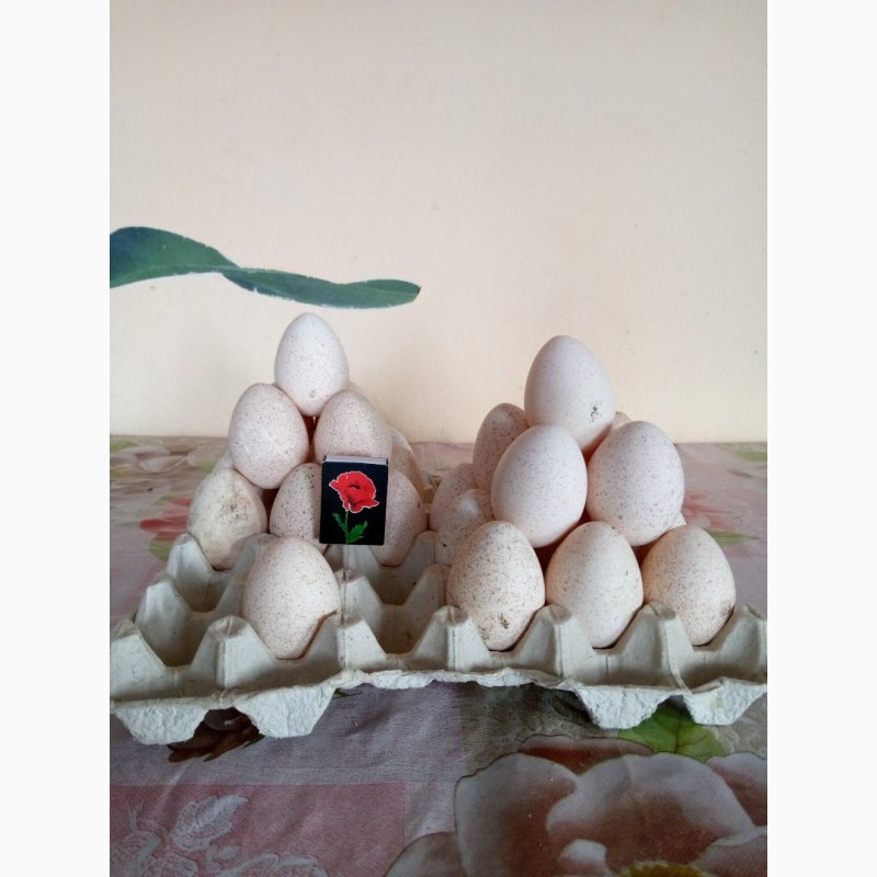 Фото 6. Яйця індичі домашні