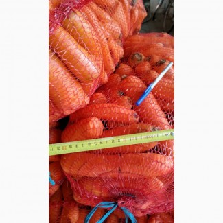 Продам моркву товарну оптом, Житомирська область