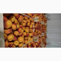 Продам молдавский абрикос отличного качества