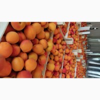 Продам молдавский абрикос отличного качества