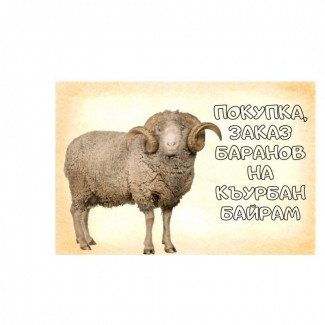 Бараны овцы Киев