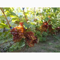 Продам виноград столових сортов Анюта