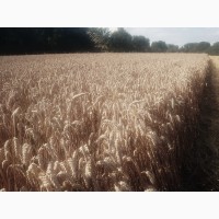 Продам пшеницю 2022 року урожаю