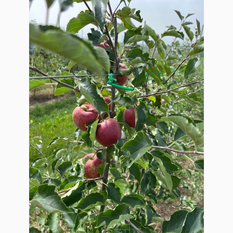 Фото 11. Продам яблука з саду