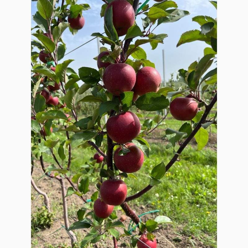 Фото 3. Продам яблука з саду
