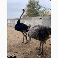 Продам африканських страусов