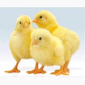 Продам суточных цыплят из домашнего яйца