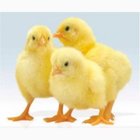 Продам суточных цыплят из домашнего яйца