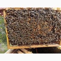 Продам бджолині сім#039;ї, українська степова