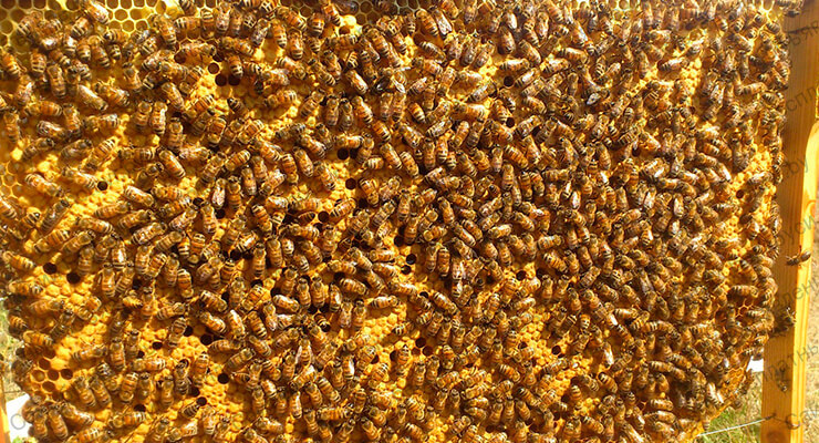 Фото 2. Бджоломатки Кордован (Італійки) на сезон 2024