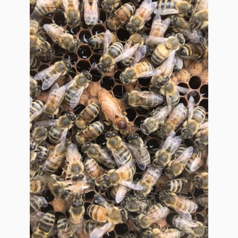 Фото 4. Бджоломатки Кордован (Італійки) на сезон 2024