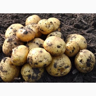 Продам картоплю «Рівʼєра»