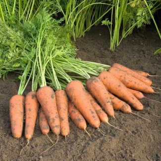 Морква з власного господарства