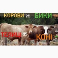 ДОРОГО Корови на тримання та Мясо в Харьковской обл