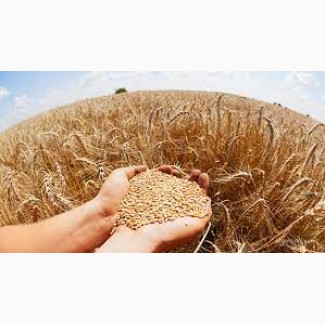 Закупляємо пшеницю ( 2/3/4 клас) Дніпропетровська область