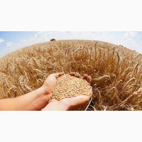 Закупляємо пшеницю ( 2/3/4 клас) Дніпропетровська область