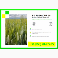 Насіння пшениці BG FLEXADUR 2S - Пшениця тверда (дворучка)