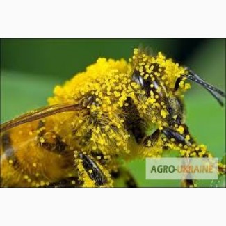 Продам пыльцу пчелинную