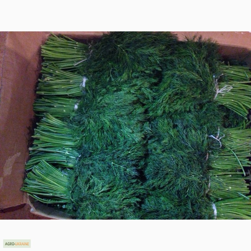 Hawaiian Grass Skirt -  UK