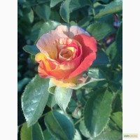 Элитные сорта роз.черная и красная смородина
