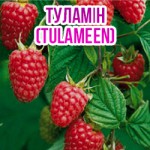 Cаджанці малини Туламін, Феномен, Глен ампл і інші