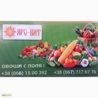 Продам Овощи с поля