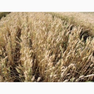 Семена озимой пшеницы Зира