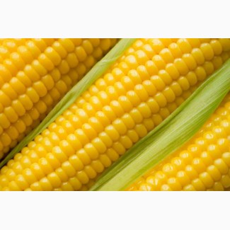 Организация закупает кукурузу